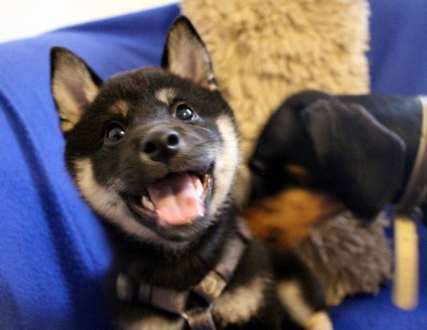smiling-shiba-inu-puppy