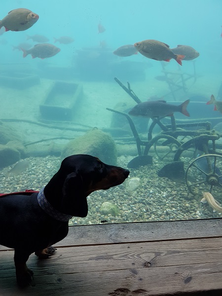 karls erdbeerdorf der fantastsiche bud hunde aquarium 2